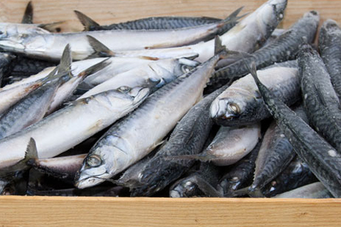 Sardina Entera 6X1Kg.