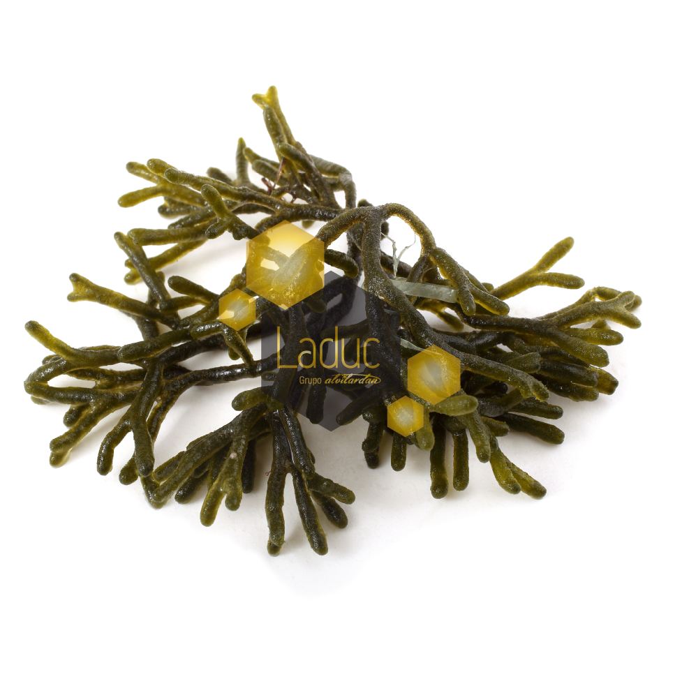 (E) Alga Percebe 200G [5 Ud/Caja]