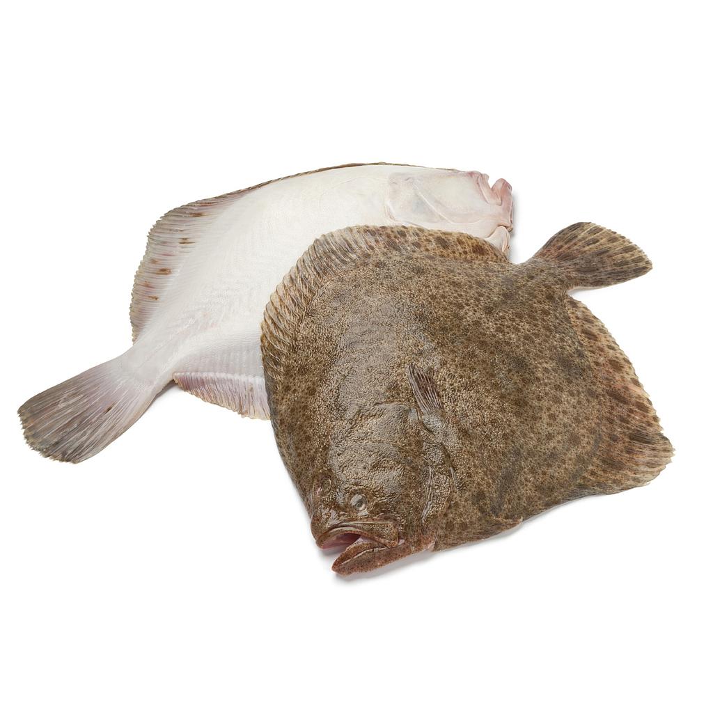 Rodaballo Salvaje 400-600 g/pza 5Kg