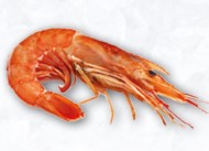 Langostino Abordo Austral RIAZOR 35-50 g/pza (2) (20-30) 2Kg.