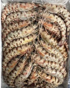 Langostino Abordo Tunez T3 (31-40) 12x1Kg.